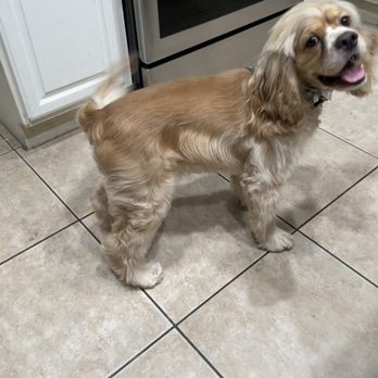 Brush N Pupps Grooming - Pet Groomers Near Me - Moreno Valley, California