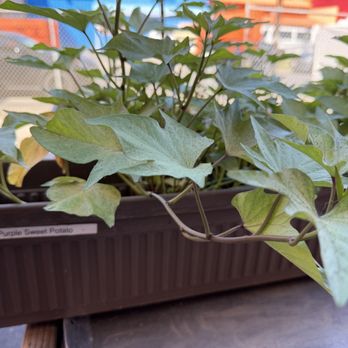 Hawaiian Chip Company - Pure sweet potato plant - Specialty Food Near Me - Honolulu, Hawaii Hawaiian Chip Company - Pure sweet potato plant - Specialty Food Near Me - Honolulu, Hawaii