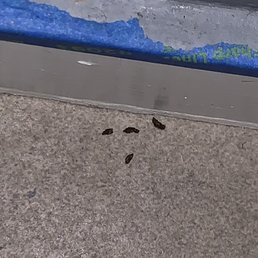 RAT INFESTATION RAT INFESTATION