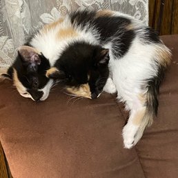 My adopted kittens.
