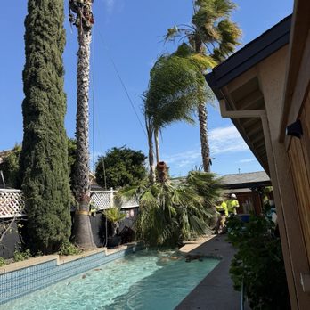 The Tree Boss - The pully system safely bringing down the palm top - Tree Services Near Me - Yuba City, California The Tree Boss - The pully system safely bringing down the palm top - Tree Services Near Me - Yuba City, California