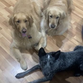 Rowdy Pups Dog Training - Pet Training Near Me Rowdy Pups Dog Training - Pet Training Near Me