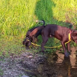 AlphaDog-Dog Training - We have Kona and Bailey at the water's edge, I am using Kona (the chocolate lab) to help train Bailey with the recall command.