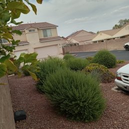 Overgrown  bushes