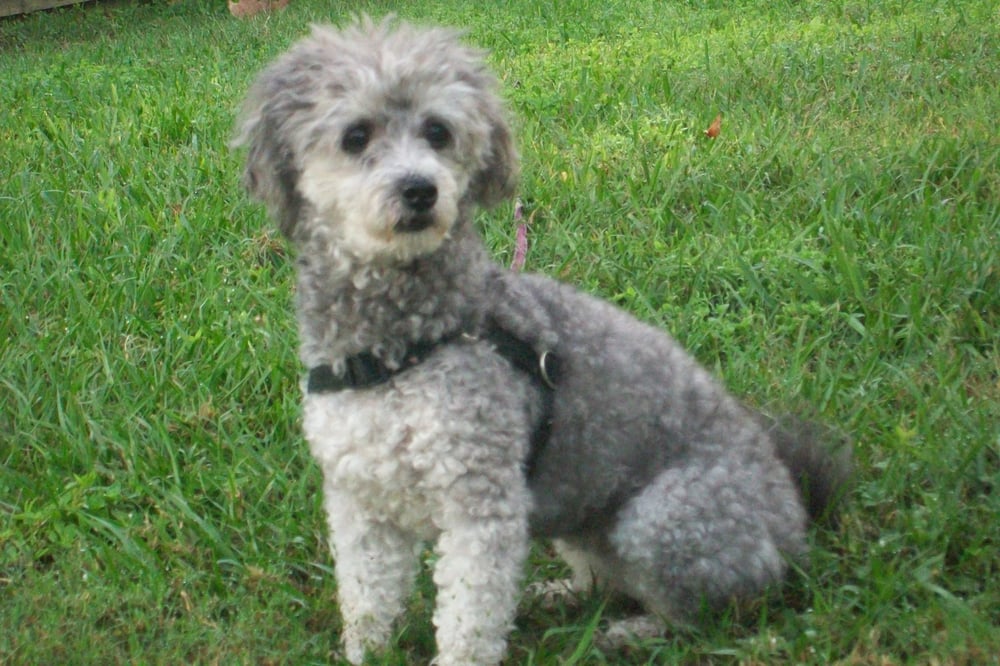 SOGGY DOGGY PET SITTING & BOARDING Updated September 2024 Eastview Pl, Lakeland, Florida