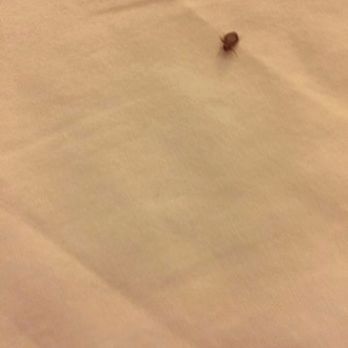 Red Roof Plus+ - Bed bug - Hotels Near Me - Willowbrook, Illinois Red Roof Plus+ - Bed bug - Hotels Near Me - Willowbrook, Illinois