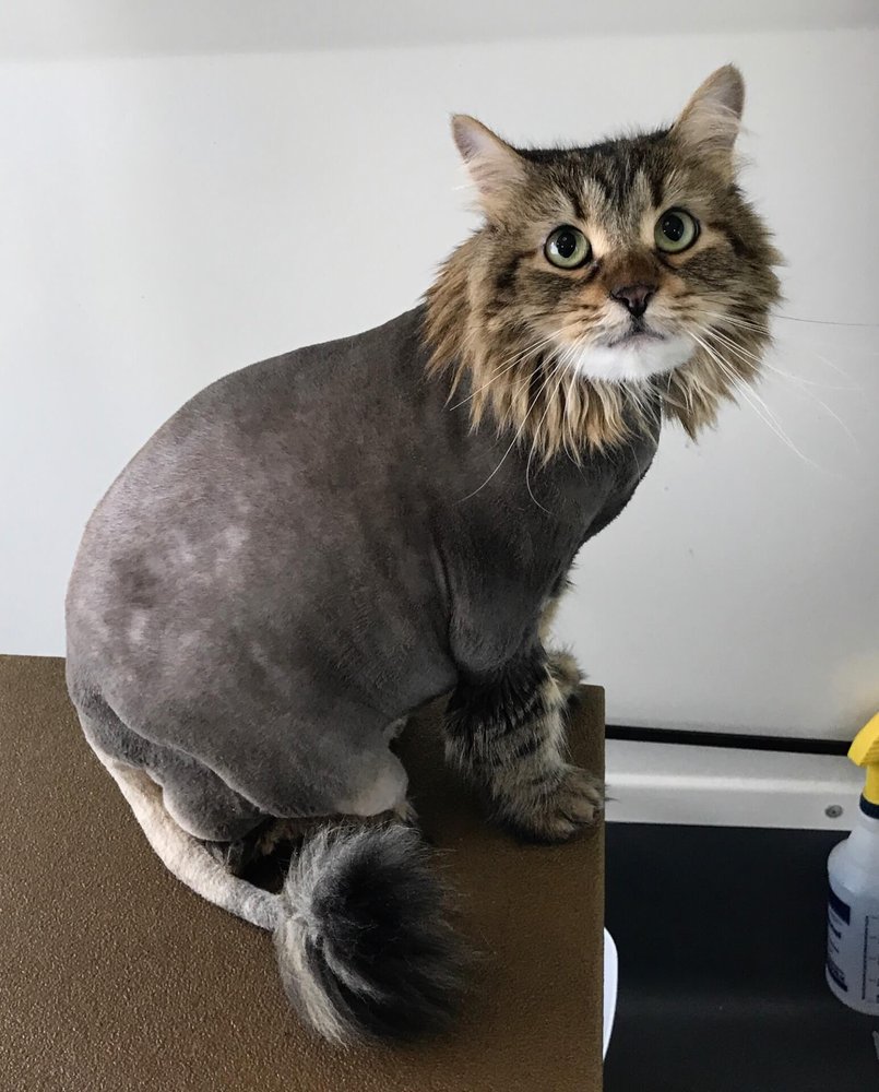 AUSSIE PET MOBILE CHICAGO WESTERN SUBURBS 30 Photos & 11 Reviews