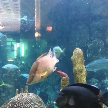 Shedd Aquarium - Aquariums Near Me - Chicago, Illinois Shedd Aquarium - Aquariums Near Me - Chicago, Illinois