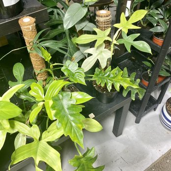Succulents Empire - Nurseries & Gardening Near Me - Orlando, Florida Succulents Empire - Nurseries & Gardening Near Me - Orlando, Florida