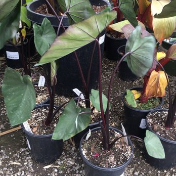 Far West Nursery - Nurseries & Gardening Near Me - Santa Cruz, California Far West Nursery - Nurseries & Gardening Near Me - Santa Cruz, California