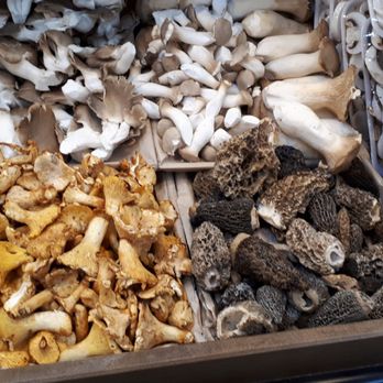 Harvest Wagon - a variety of mushrooms for sale - Florists Near Me - Toronto, Ontario Harvest Wagon - a variety of mushrooms for sale - Florists Near Me - Toronto, Ontario
