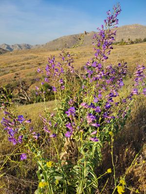 Sycamore Canyon Wilderness Park by null