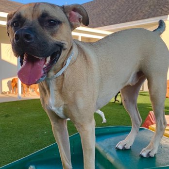 Pet Paradise Ft. Myers - Pet Boarding Near Me - Ft. Myers, Florida Pet Paradise Ft. Myers - Pet Boarding Near Me - Ft. Myers, Florida