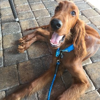 Don's Dogs Training - Pet Training Near Me Don's Dogs Training - Pet Training Near Me