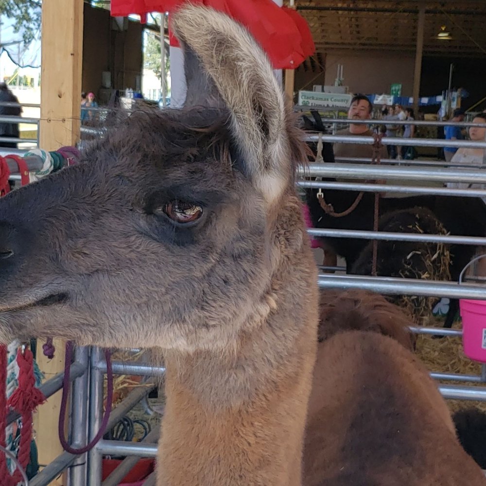 Oregon State Fair - Festivals Near Me - Salem, Oregon Oregon State Fair - Festivals Near Me - Salem, Oregon