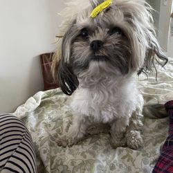 The Beauty Bark - Before photo