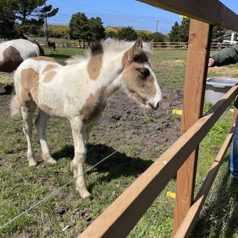 Bandon Beach Riding Stables - Look at this sweet foal! - Horseback Riding Near Me - Bandon, Oregon Bandon Beach Riding Stables - Look at this sweet foal! - Horseback Riding Near Me - Bandon, Oregon