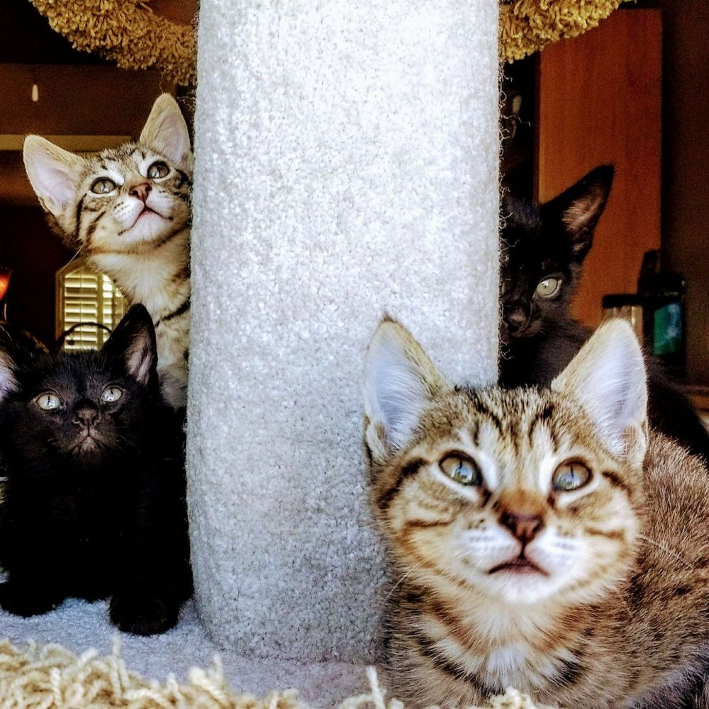 Saving One Life - Pet Adoption Near Me