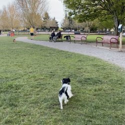 Mixed size dog park area with benches and gravel path.