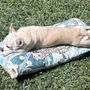 Photo of Desert Paws
