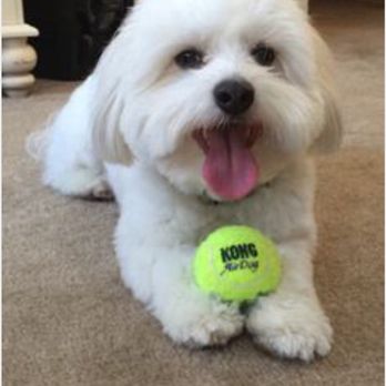 The Doggy Den - Dog with the ball- pic given. True Coton cut. Boomer-well...no caption needed. - Pet Sitting Near Me - Columbus, Ohio The Doggy Den - Dog with the ball- pic given. True Coton cut. Boomer-well...no caption needed. - Pet Sitting Near Me - Columbus, Ohio
