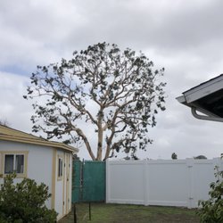 Higuera's Tree Service - Eucalyptus tree trimming and thinning