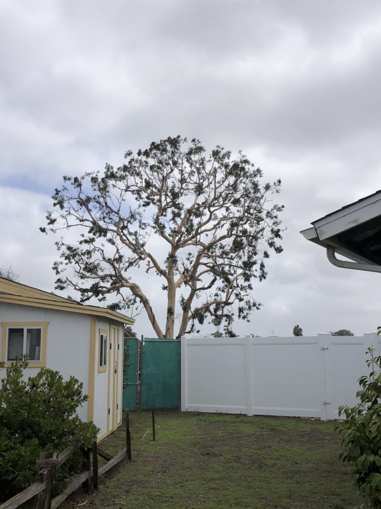 Higuera's Tree Service - tree service in Lemon Grove, CA