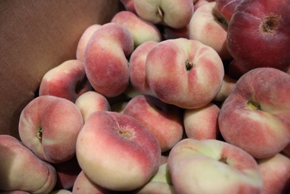 Larsen Lake Blueberry Farm by null