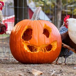 Colasanti Tropical Gardens - A little fall fun with our chickens. They did a great job carving, or should we say 'pecking' this design.