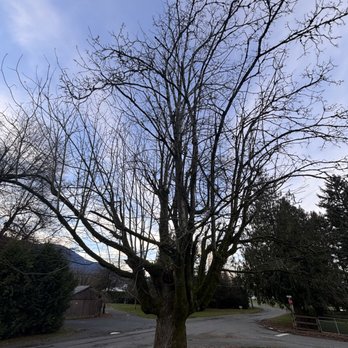 Johnny 5's Tree Services - Before - Tree Services Near Me - Rosedale, British Columbia Johnny 5's Tree Services - Before - Tree Services Near Me - Rosedale, British Columbia