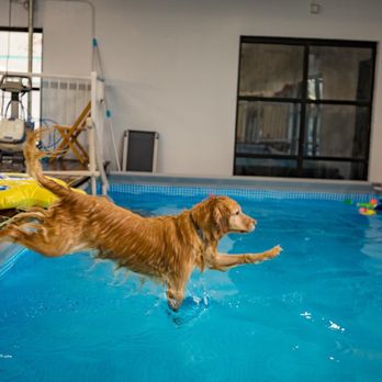 st charles cavalier for sale