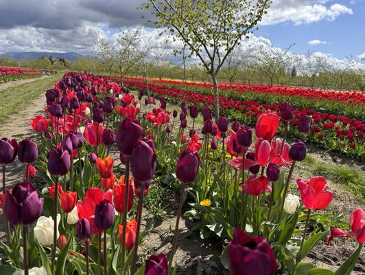 Tulip Valley Farms by null