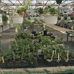 Horton's Nursery - Tons of selection for strawberries, blueberries, and herbs!