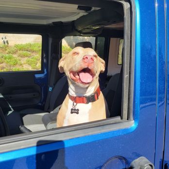 A Classy K9 Pet Grooming - Clean, happy, good boy. - Pet Groomers Near Me A Classy K9 Pet Grooming - Clean, happy, good boy. - Pet Groomers Near Me