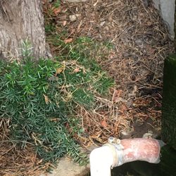 Orchid Landscape - Debris that has been there for weeks.