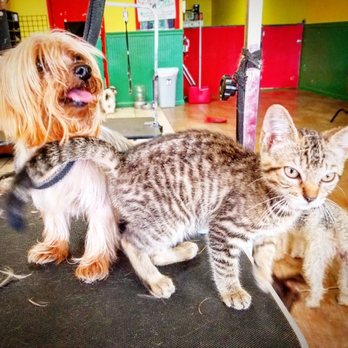 Ashley's Pack - We even love our feline friends..... - Pet Groomers Near Me - Orlando, Florida Ashley's Pack - We even love our feline friends..... - Pet Groomers Near Me - Orlando, Florida