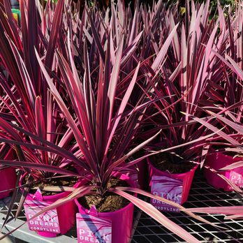 The Home Depot - Pink Dreams Cordyline - Hardware Stores Near Me - Concord, California The Home Depot - Pink Dreams Cordyline - Hardware Stores Near Me - Concord, California