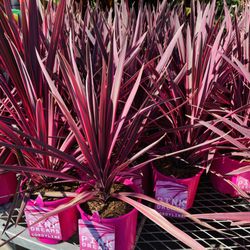 The Home Depot - Pink Dreams Cordyline