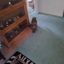 Sonora Cat Rescue - This is Sadie, the cat they rescued.