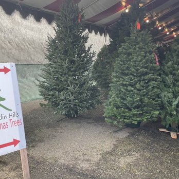 Franklin Hills Christmas Tree - Smallish tree area but it's dense inside- they'll bring whatever you want from the middle - Christmas Trees Near Me - Glendale, California