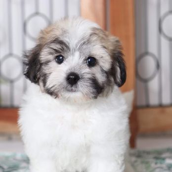 Florida Puppies Online - Pet Adoption Near Me - Naples, Florida Florida Puppies Online - Pet Adoption Near Me - Naples, Florida