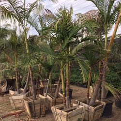 Carreon Nursery - King Palm  $90