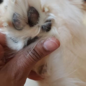 PetSmart Grooming - Untrimmed nails and untrimmed looking trimmed paw paid hair. - Pet Stores Near Me - Wayne, New Jersey