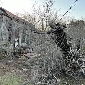 Unchained construction - Large Tree (which they felled, but then left for me to deal with) by the old homestead (before photo) - Tree Services Near Me Unchained construction - Large Tree (which they felled, but then left for me to deal with) by the old homestead (before photo) - Tree Services Near Me