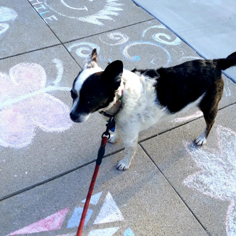 Homeless To Forever Foundation - Heyz, gimme s'more chalk, was just gettin' started! - Pet Adoption Near Me - Arcadia, California Homeless To Forever Foundation - Heyz, gimme s'more chalk, was just gettin' started! - Pet Adoption Near Me - Arcadia, California