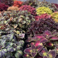Tony's Garden Center