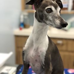 Marin Pet Hospital - Linguini