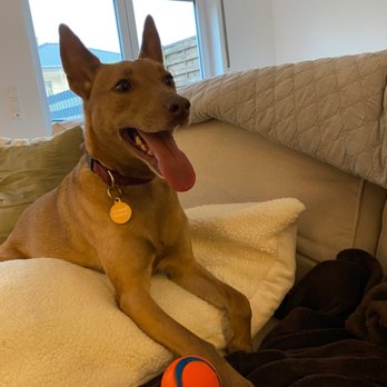 Pet Transport PRO - PetTransport from USA to Germany.! Cleo safe and sound - Pet Transportation Near Me Pet Transport PRO - PetTransport from USA to Germany.! Cleo safe and sound - Pet Transportation Near Me