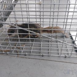 Georgia Licensed Wildlife Trappers