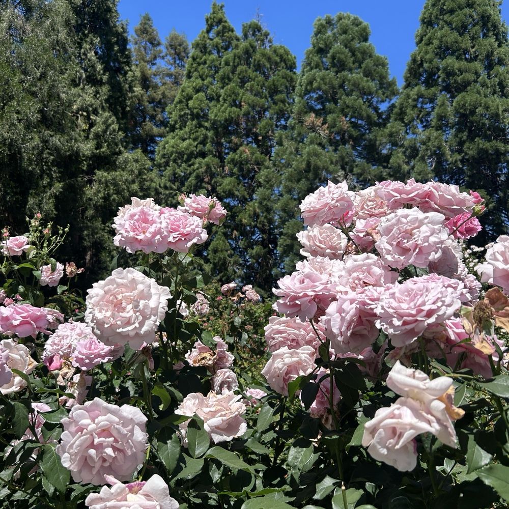 Owen Rose Garden - Parks Near Me - Eugene, Oregon Owen Rose Garden - Parks Near Me - Eugene, Oregon